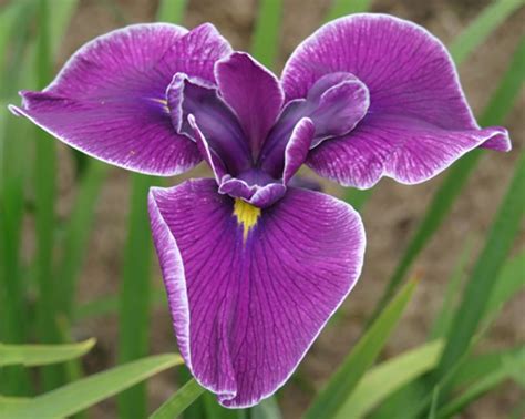 How To Grow And Care For Japanese Iris