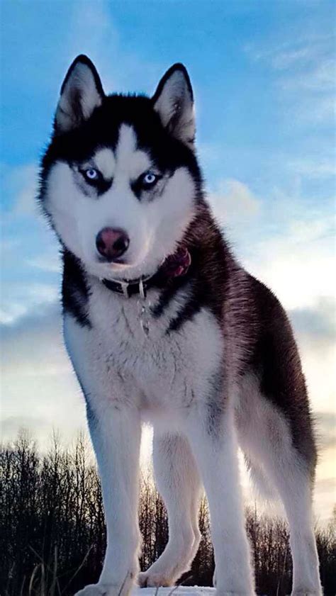 17 Best Images About Snow Dogs Husky And Malamute On Pinterest Huskies