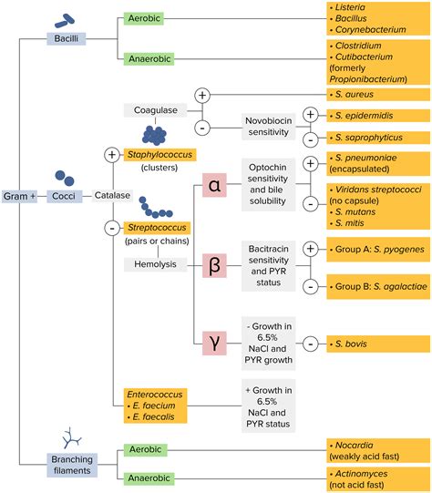 Microbiology Unknown Gram Negative Flow Chart Home Interior Design