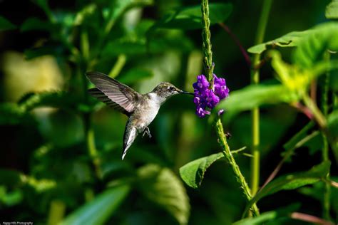 The Baiting Hollow Hummingbird Sanctuary Where To See Hummingbirds On