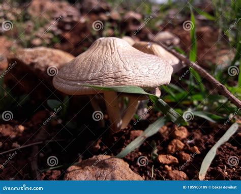 Fungus In Soil Stock Image Image Of Fungus Nature 185900109