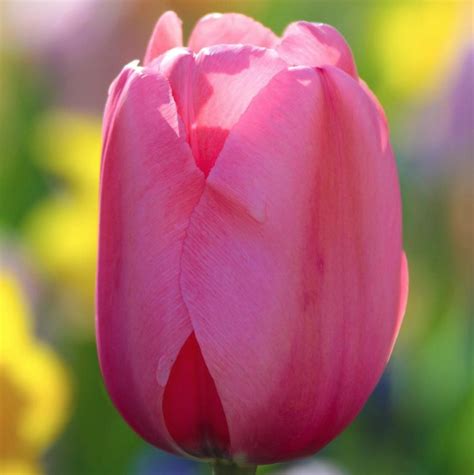 How to plant, grow and care for tulips sauternes. 10 Spring Blooming Pink Tulips - Finding Sea Turtles