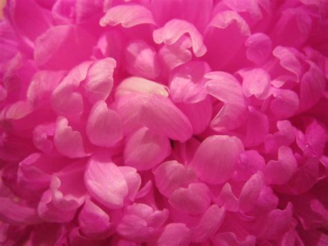 Pink Flower Beauty Color Flora Jooinn Beautiful Pink Flowers