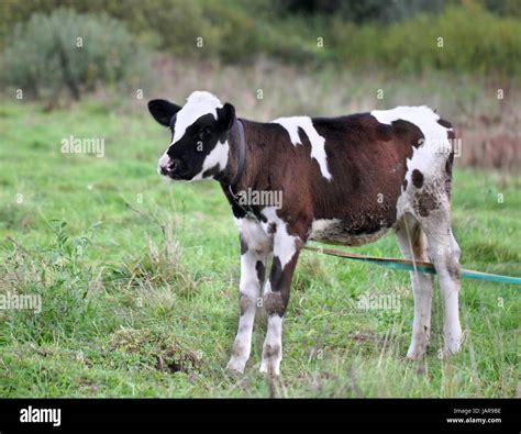 A Young Bull Standing In A Field Stock Photo Alamy
