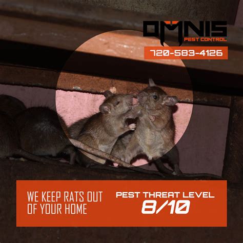 Rat Control Pest Library Omnis Pest Control