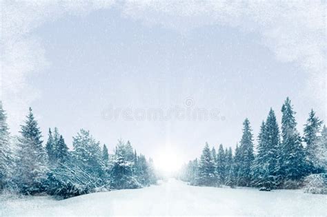 Background Winter Forest Christmas Stock Image Image Of Xmas
