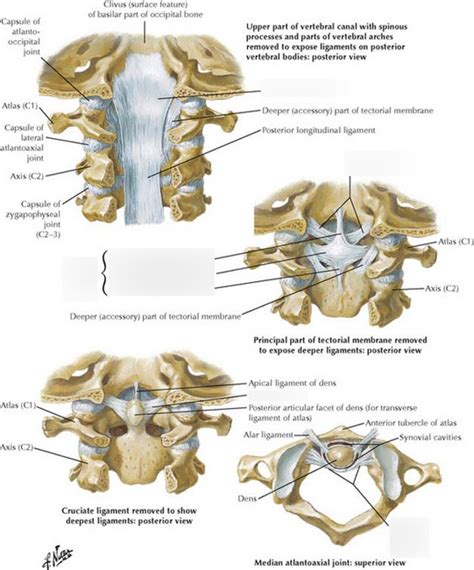 C Spine Ligament Diagram Diagram Quizlet