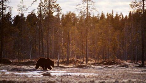 Bears Animals Mammals Trees Landscape Wallpapers Hd