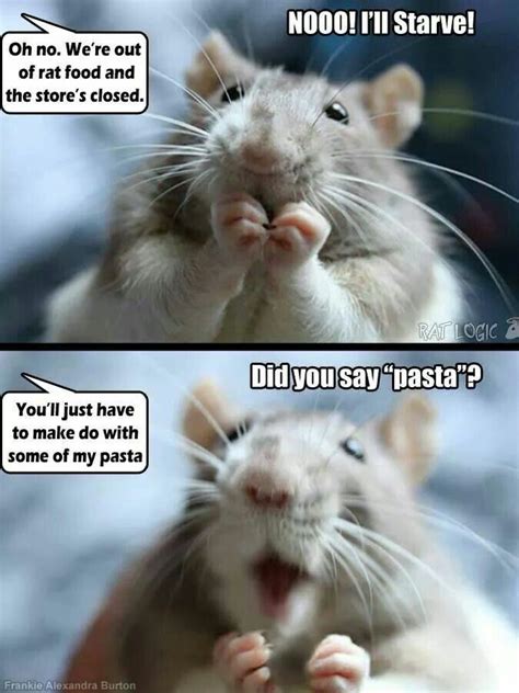 19 Amusing Mice Meme That Make You Laugh All Day Memesboy