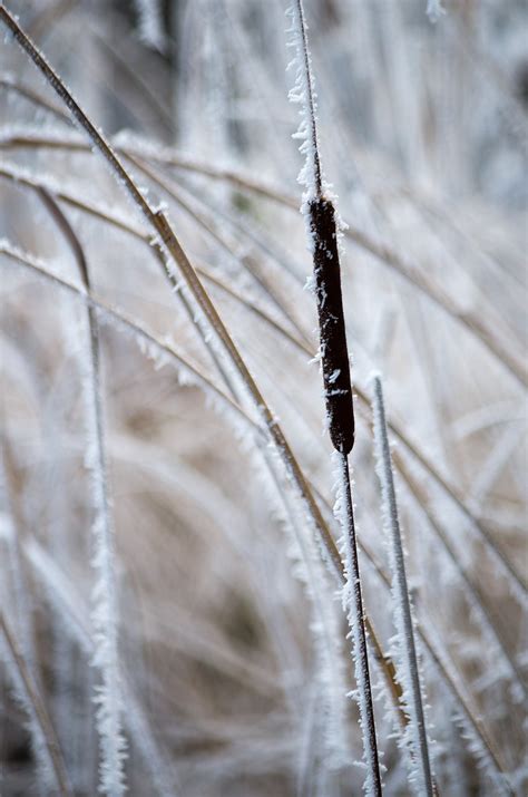 Nature Frost Close Up Free Photo On Pixabay Pixabay