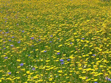 Free Meadow Stock Photo - FreeImages.com