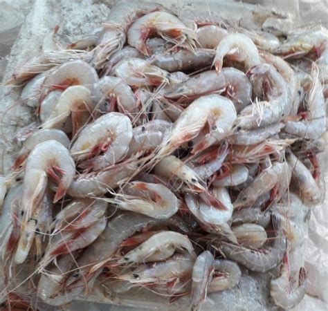 Seafood In Nagapattinam Latest Price And Mandi Rates From Dealers In