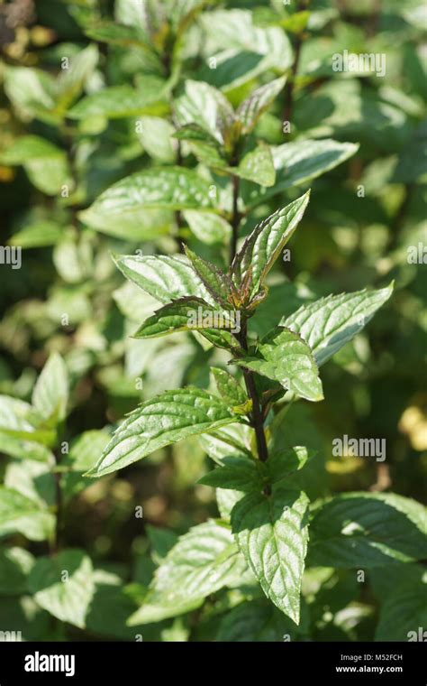 Mentha X Piperita Peppermint Stock Photo Alamy