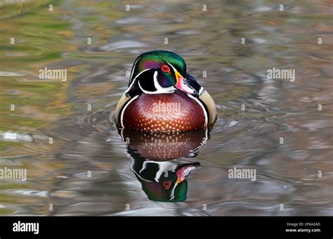 Gorgeous Male Wood Duck In Breeding Plumage Looking To The Side With