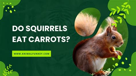 Do Squirrels Eat Carrots Are Carrots Safe For Squirrels