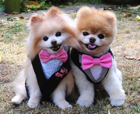 We would like to thank everybody who. Are Pomeranians Cuter Than Shih Tzu? - Shih Tzu City