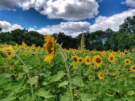 Field Of Sunflowers Michael Flickr
