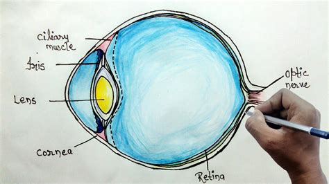 Learn To Draw Eyes Anatomy Sketches Eye Anatomy Anato Vrogue Co