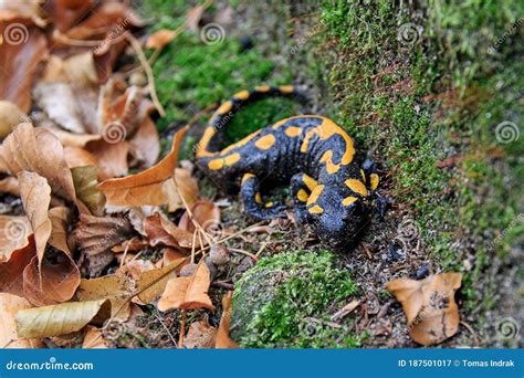 Closeup Of Fire Salamander Salamandra Salamandra Laying In Moss And Dry