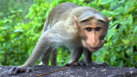 Free photo: Curious Monkey - Animal, World, Wildlife - Free Download - Jooinn