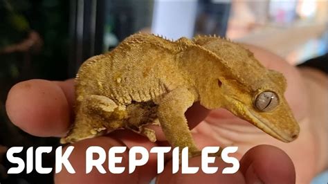 saving reptiles lives at cheshire reptile rescue youtube