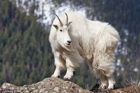 Ram's Horn: Sheep and mountain goats, and some adorablosity