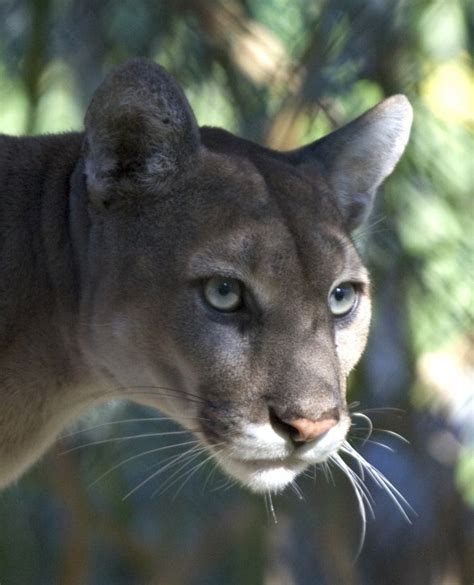 When Did Cougars Go Extinct On The East Coast What Was The Last Cougar