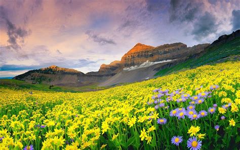 Beautiful Mountain Valley Of Flowers Wallpaper 1920x1200