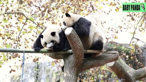 Baby Panda Cute Pandas Funny Pandas Best Compilation34 Youtube