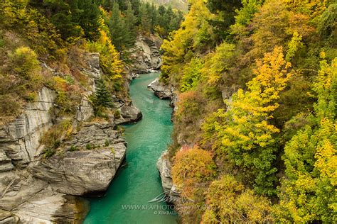 Autumn Trees Along The Canyon At The Shotover River Queenstown Kea