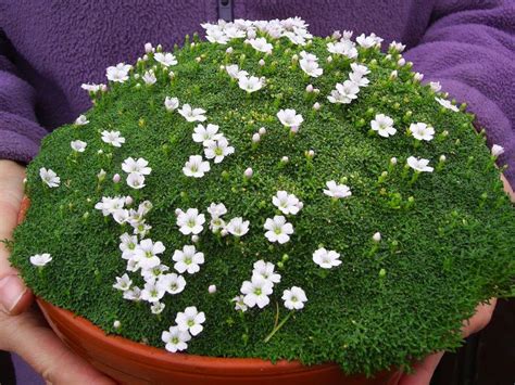 Vegetable gardens is a place where you grow only edible foods for your home. irish moss Have this growing all over my side yard ...