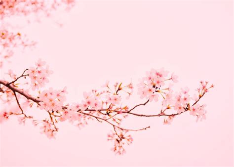Download Cherry Blossom Wallpaper By Badkins Pastel Cherry Blossom