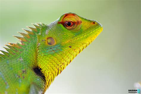 Green Garden Lizard Calotes Calotes Cute Lizard Lizard My Spirit