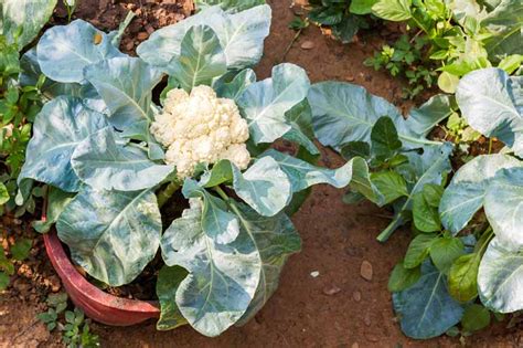 How To Grow Delicious Cauliflower In Pots At Home