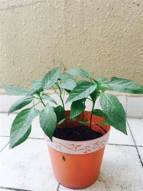 Menggembur tanah dibatas tanaman cili. Tips dan Cara Tanam Anak Pokok Cili Merah Yang Subur ...