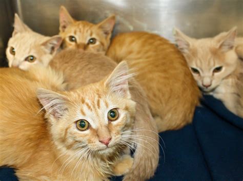 Choose a location, species, sex, age and/or size to filter your search results. Spring into Kitten Season! - Humane Society of Ventura County