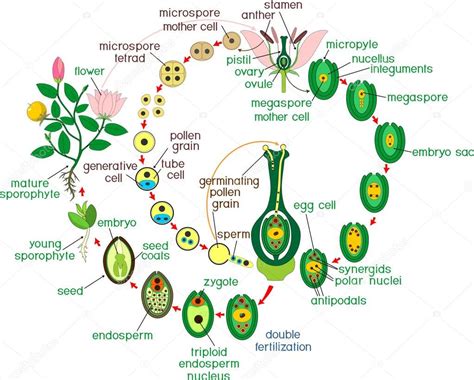 Angiosperm Life Cycle Diagram Of Life Cycle Of Flowering Plant With