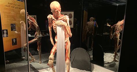 To Do Today See Inside The Human Body At The Museum Of