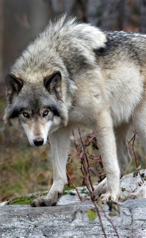 Canadian Timber Wolf Timber Wolf Wolf Spirit Animal Wolf Dog