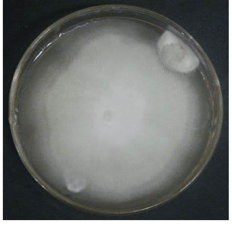 Colony Morphology Of Fusarium Sacchari On Sabouraud Dextrose Agar Of 7