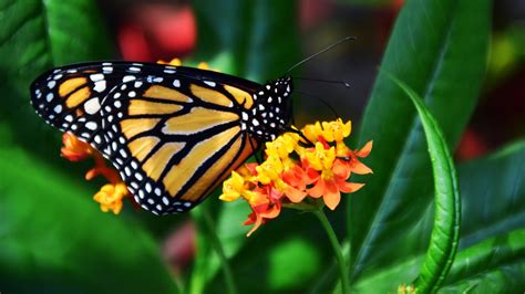 Monarch Butterfly Wallpaper Mobile And Desktop Background