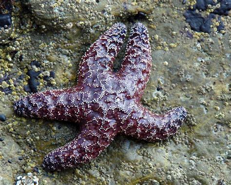 Purple Starfish Ochre Sea Star At Pacifica Ca By Now It Flickr