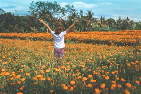 Marigold Flower Garden The Instagenic Spot You Must Visit In Bali