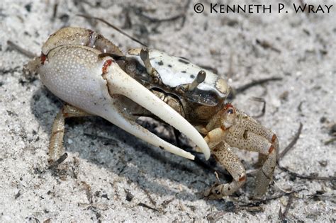 Uca Pugilator Sand Fiddler Crab A Male Sand Fiddler Crab Flickr