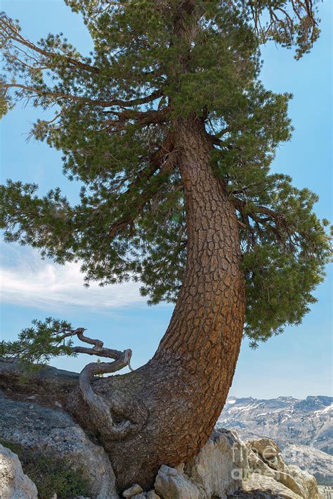 Gnarly Tree Photograph By Sharon Seaward Fine Art America