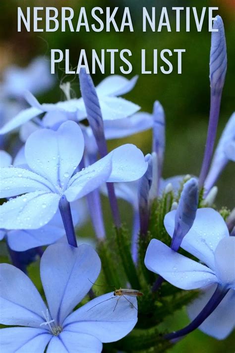 Nebraska Native Plants List 18 Stunning Flowers For Your Garden
