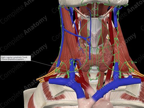 Right Jugular Lymphatic Trunk Complete Anatomy