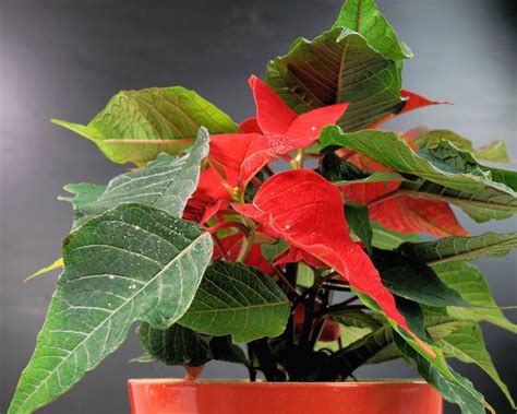 How To Make A Poinsettia Turn Red My Heart Lives Here