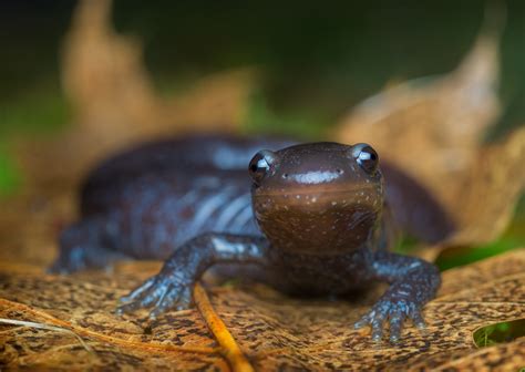 Blue Spotted Salamander Ambystoma Laterale Patrick Zephyr Photography