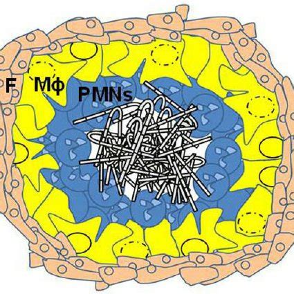 The type species, fonsecaea pedrosoi, is associated with the disease chromoblastomycosis. Fonsecaea pedrosoi terminal roundish-cell observed in ...